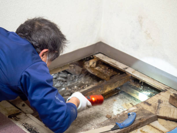 Best Mold Damage Repair  in Comfort, TX