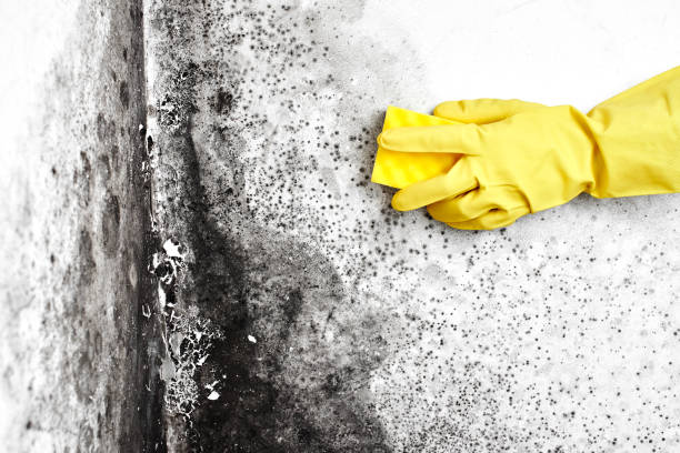 Best Affordable Mold Removal  in Comfort, TX