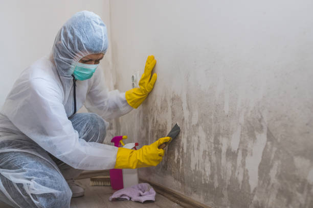 Certified Mold Removal in Comfort, TX