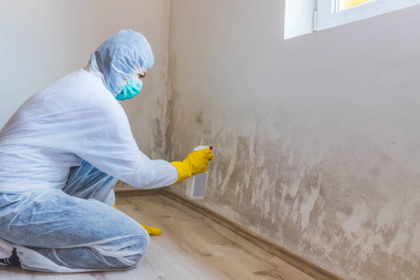 Attic Mold Removal in Comfort, TX