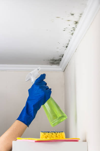 Best Best Mold Removal Companies  in Comfort, TX