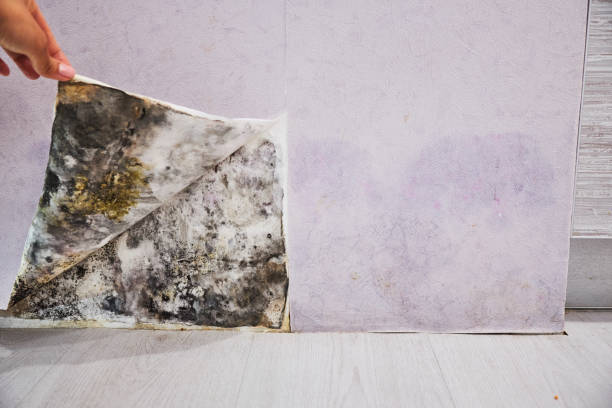 Best Mold Damage Repair  in Comfort, TX